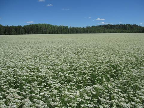 kuvia ruiskuttaminen