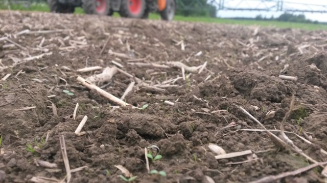 Rikkakasvit Trans Farm